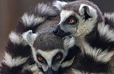 今夜格曼加入飙车 《梦魇卡丁车》全平台下载量已达13万次